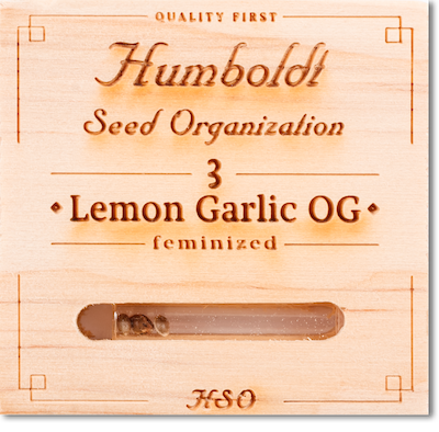   Lemon Garlic OG