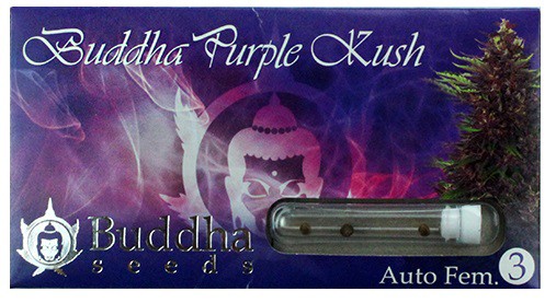   Purple Kush Auto + (  )