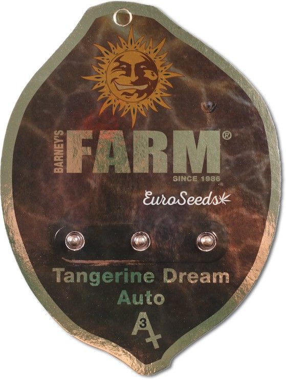   Tangerine Dream Auto